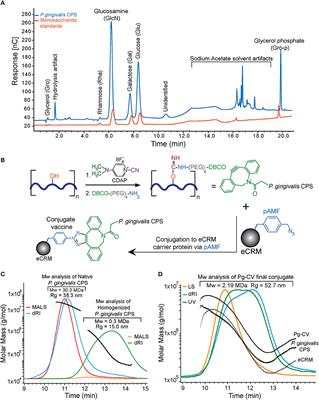 A Porphyromonas gingivalis Capsule-Conjugate Vaccine Protects From Experimental Oral Bone Loss